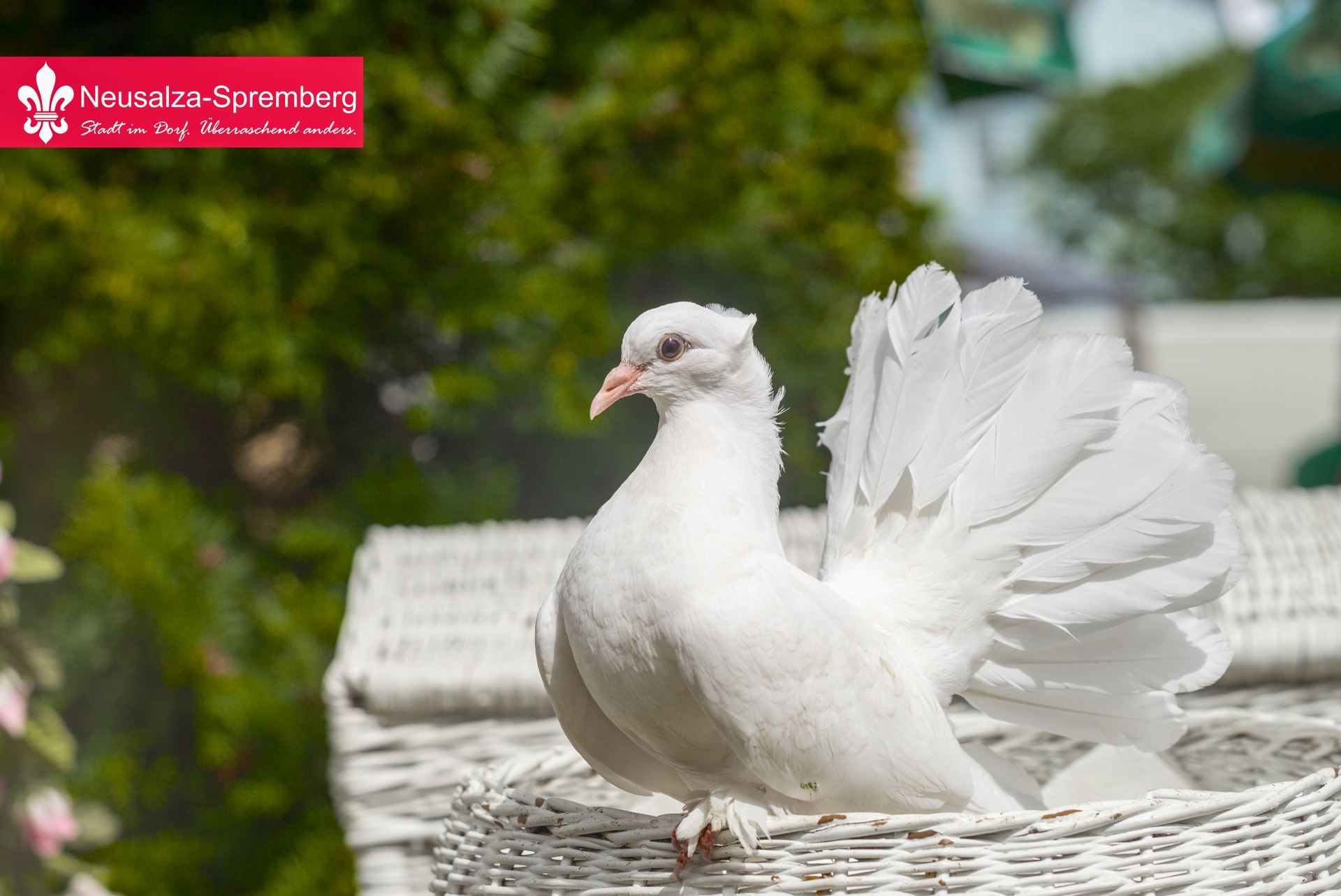 Neusalza spremberg20